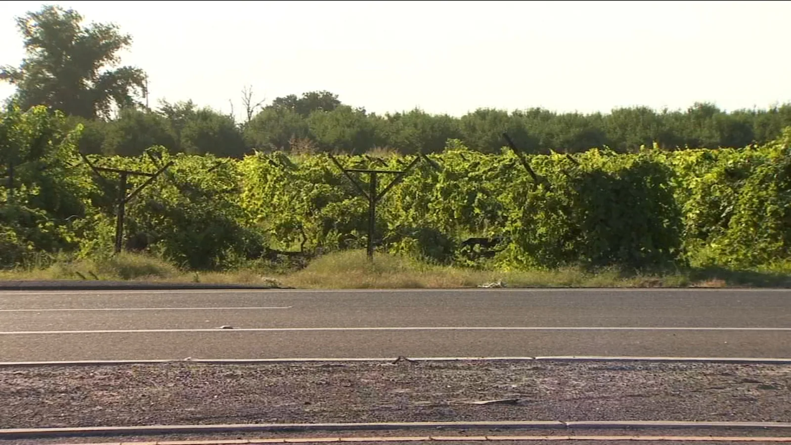 Man Killed in Single-Car Crash in Fresno County After Honda Left Clovis Road and Hit a Pole, CHP Says